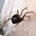 Crustulina guttata 