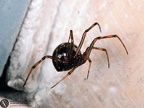 Crustulina guttata 