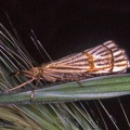 Chrysocrambus cassentiniellus