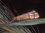 Chrysocrambus cassentiniellus