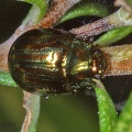 Chrysomela americana 