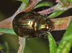 Chrysomela americana 