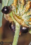 Coptosoma scutellata 
