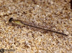 Coenagrion tenellum melanogaster 