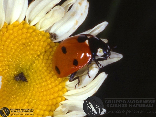 ordine: Coleoptera
famiglia: Coccinellidae
nome scientifico: Coccinella 7-punctata
data e località: Corno alle Scale Park, Bologna Province, Emilia Romagna, Italy
commento: CBRIZ0530.jpg