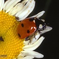 Coccinella 7-punctata 