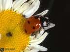 Coccinella 7-punctata 