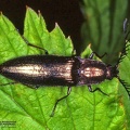 Ctenicera pectinicornis 