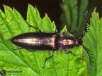 Ctenicera pectinicornis 