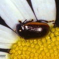 Chrysolina sp.