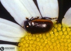 Chrysolina sp.