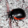 Chrysolina sp.