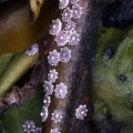 Coccidae ceroplastes 