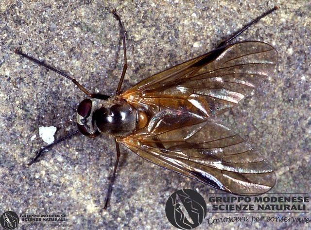 ordine: Diptera
famiglia: Rhagionidae
nome scientifico: Chrysopilus cristatus
data e località: Corno alle Scale Park, Bologna Province, Emilia Romagna, Italy
commento: CBRIZ0535.jpg