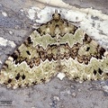 Colostygia laetaria 