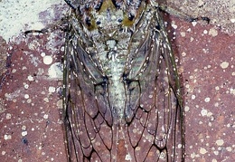 Cicada sp. 