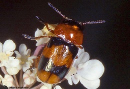 Coptocephala scopolina 