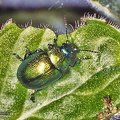 Chrysolina menthastri 