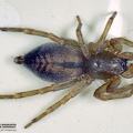 Clubiona corticalis 
