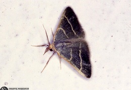 Hypsopygia glaucinalis (Pyralidae)