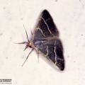 Hypsopygia glaucinalis (Pyralidae)