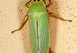 Cicadella viridis 