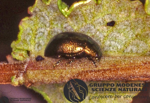 Chrysomela coerulans 