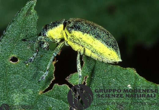 Chlorophanus viridis 