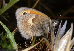 Coenonympha pamphilus 