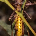 Decticus verrucivorus 