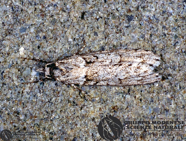 ordine: Lepidoptera
famiglia: Oecophoridae
nome scientifico: Diurnea fagella
data e località: Corno alle Scale Park, Bologna Province, Emilia Romagna, Italy
commento: CBRIZ0596.jpg