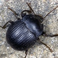 Enoplopus caraboides 
