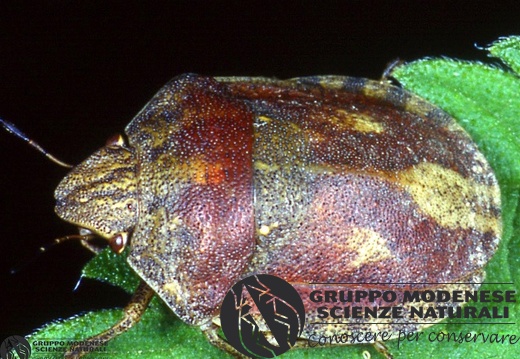 Eurygaster maura 