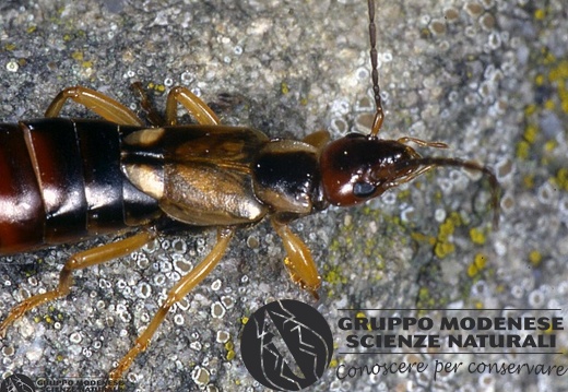 Forficula auricularia 