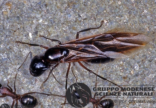 Formica rufa 