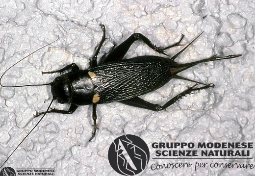 Gryllus bimaculatus 