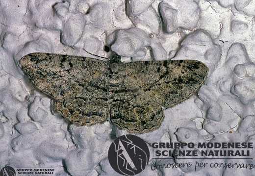 Peribatodes rhomboidaria