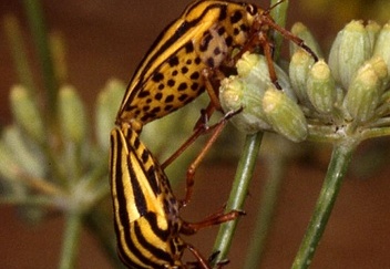 Graphosoma italicum 