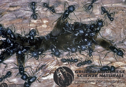 Camponotus sp. 