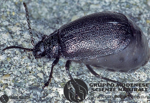 Galeruca tanaceti 