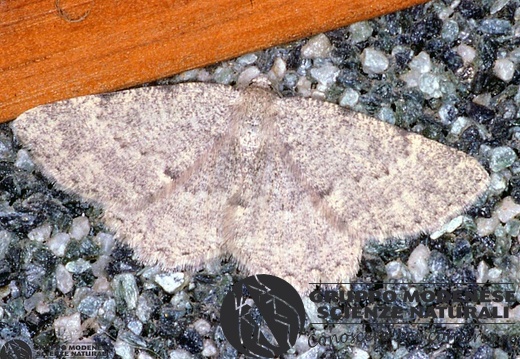 Gnophos glaucinarius 