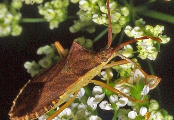 Gonocerus acuteangulatus 