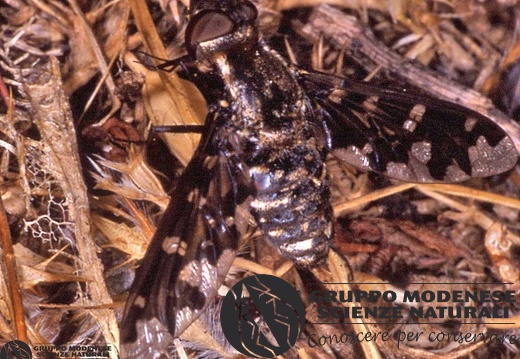 Exoprosopa jacchus 