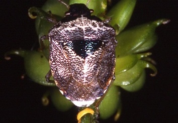 Eysarcoris fabricii 