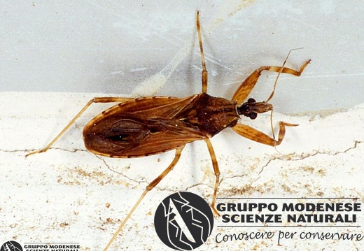Indet. sp. 