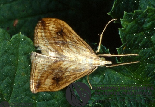 Evergestis forficalis 