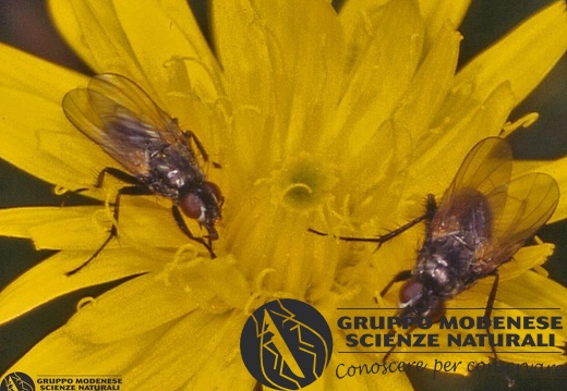 Helina duplicata 