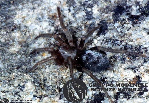 Herpyllus blackwalli 