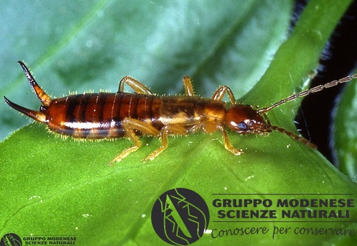Forficula pubescens 
