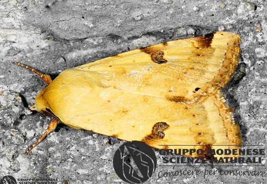 Heliothis peltigera 